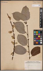 Foto von Salix caprea L.
